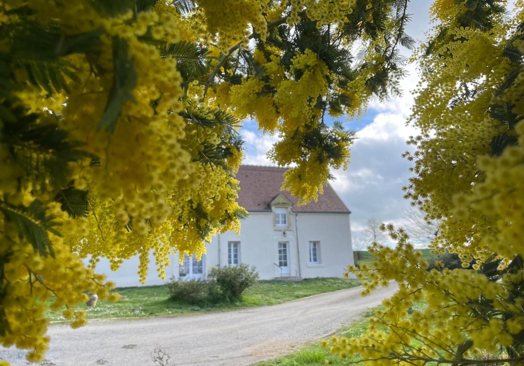 Les Mimosas Villa Gracay Екстериор снимка